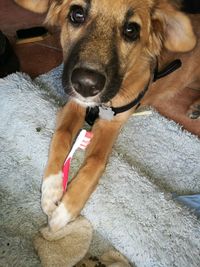 Close-up portrait of dog