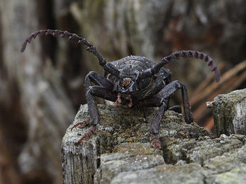 Close-up of insect on rock