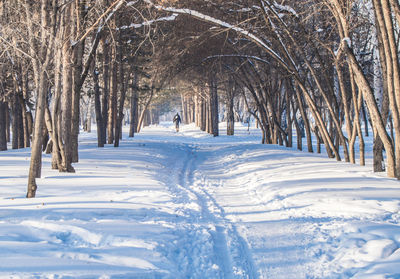 Winter snow-covered alley in the park, tree branches form an arch, sunny day.