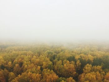 Scenic view of forest against sky