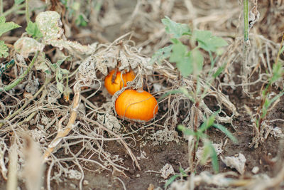 High angle view of orange pumpkins on land