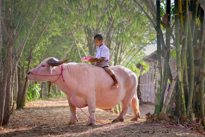 Boy reading book while sitting on buffalo