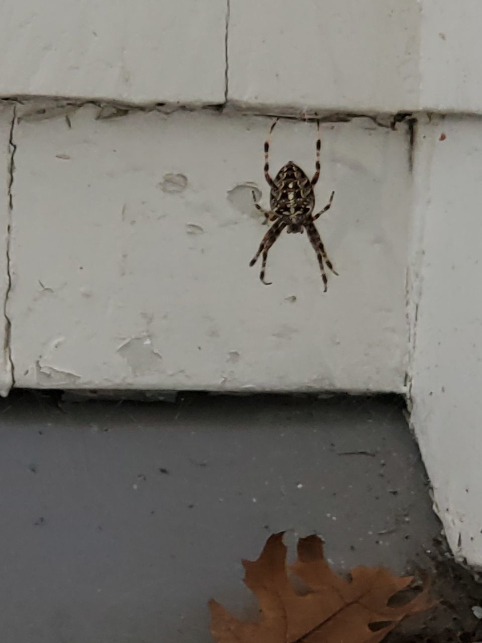 CLOSE-UP OF SPIDER ON HAND