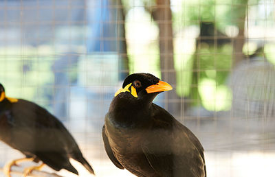 Close-up of bird perching