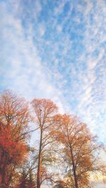 Low angle view of trees against cloudy sky