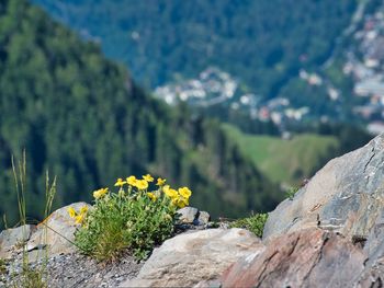 Plants growing on rocks against mountains