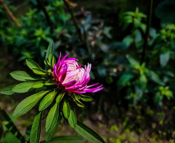 Close-up of pink flowering plant