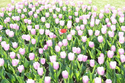Close-up of purple flowering plants on field