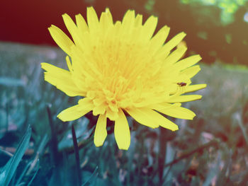 Close-up of yellow flower blooming outdoors