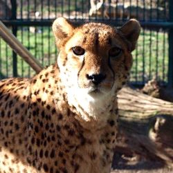 Close-up portrait of a monkey
