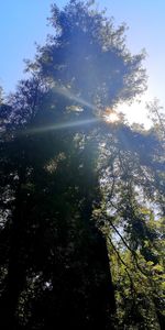 Low angle view of trees against sky