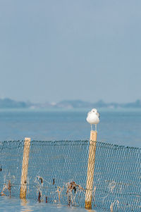 Close-up of bird on railing against sea