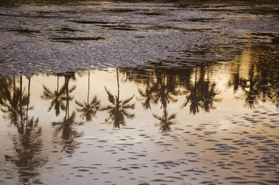 Reflection of ducks in puddle