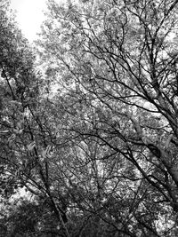 Low angle view of cherry blossoms against sky