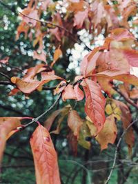 Close-up of maple leaves on plant during autumn