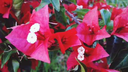 Close-up of red flowers