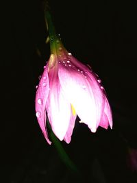 Close-up of wet pink flower at night