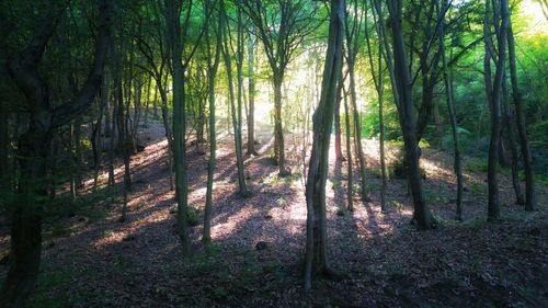 Trees in forest