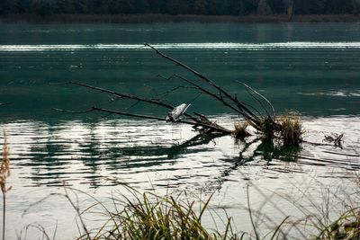 View of birds on lake
