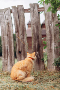 Cat sitting on a land