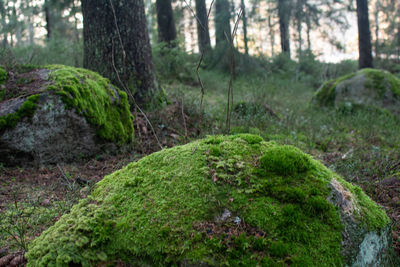 Moss growing on tree trunk in forest