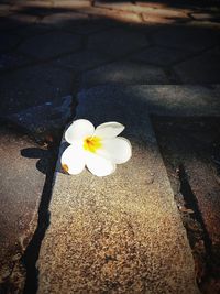 High angle view of white flowering plant