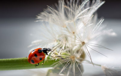 Close-up of ladybug on flower