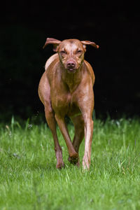 Portrait of vizsla dog running on grassy field