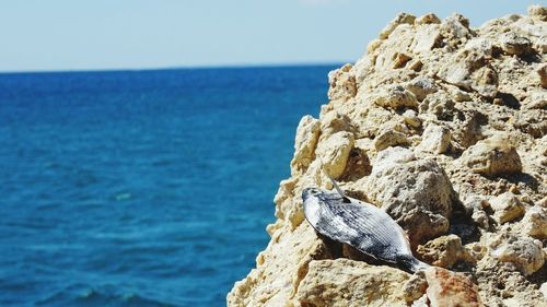 Close-up of bird perching on rock by sea against clear sky