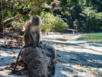 Monkey sitting on land