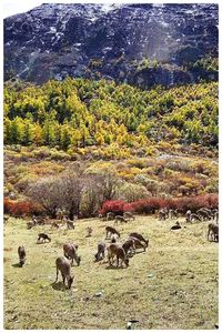 Sheep grazing on field