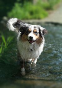 Australian shepherd schäferhund 