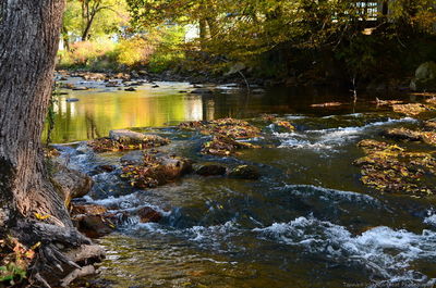 River flowing through rocks in forest