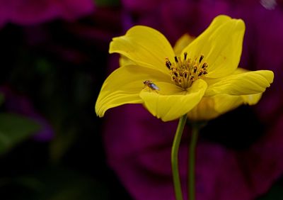 Close-up of honey bee on yellow flower