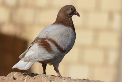 Close-up of bird perching outdoors