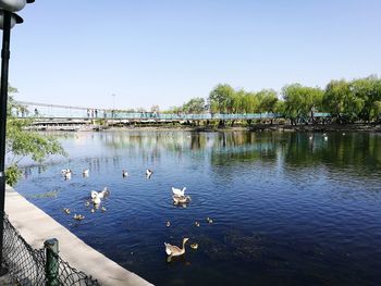 Birds in lake against clear sky