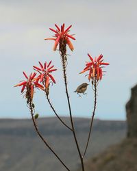 Red flowers growing against sky