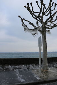 Tree on beach against sky