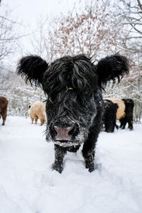 Black dogs on snow covered field