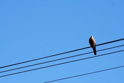 Low angle view of bird perching on cable against clear blue sky