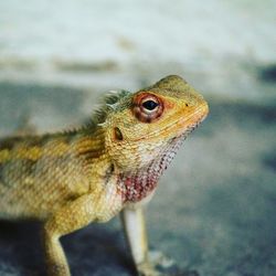 Close-up of lizard