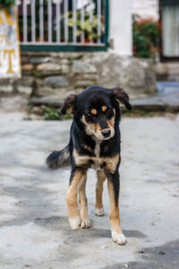 Full length of dog standing outdoors