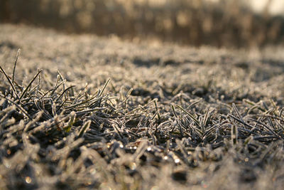 Close-up of frost on grass