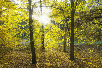 Sunlight streaming through trees in forest