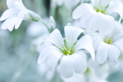 Close-up of white flowers blooming outdoors