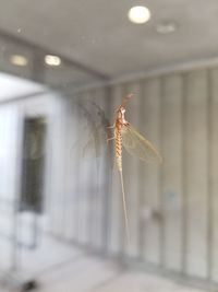 Close-up of butterfly on glass window