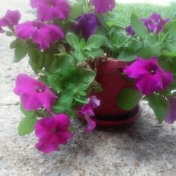 Close-up of pink flowers