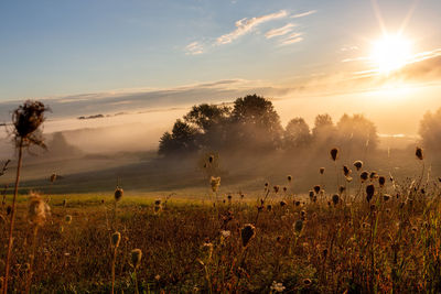 Sunrise in the biebrza national park. foggy morning. the sun is shining through the fog.  podlasie