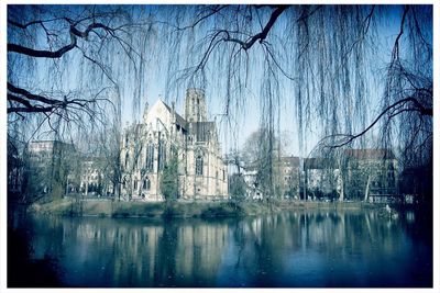 Reflection of trees in water