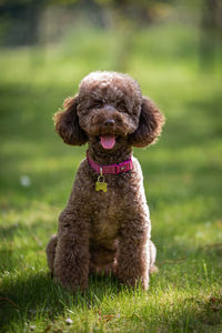 Portrait of dog on grassy field